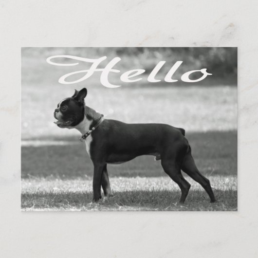 hallo Boston Terrier Puppy Dog Greeting Post Card Briefkaart (Voorkant)