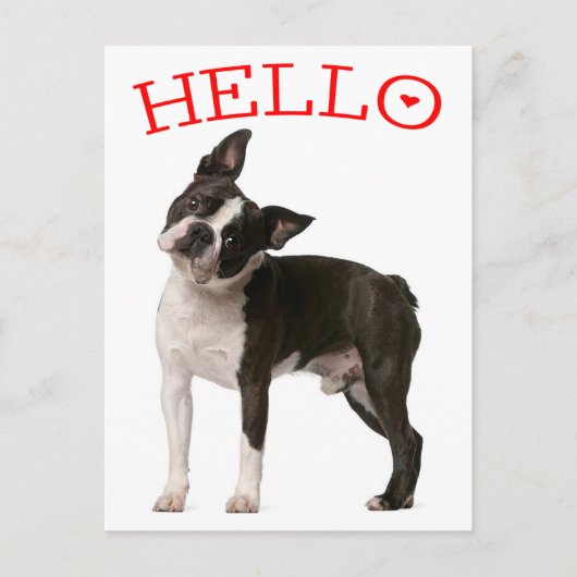 hallo Boston Terrier Puppy Dog Red Thinking of You Briefkaart (Voorkant)