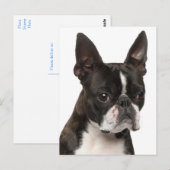 Hallo Boston Terrier puppy hond denkt aan jou Briefkaart (Voorkant / Achterkant)