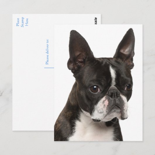 Hallo Boston Terrier puppy hond denkt aan jou Briefkaart (Voorkant / Achterkant)