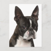 Hallo Boston Terrier puppy hond denkt aan jou Briefkaart (Voorkant)