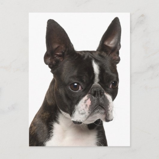 Hallo Boston Terrier puppy hond denkt aan jou Briefkaart (Voorkant)