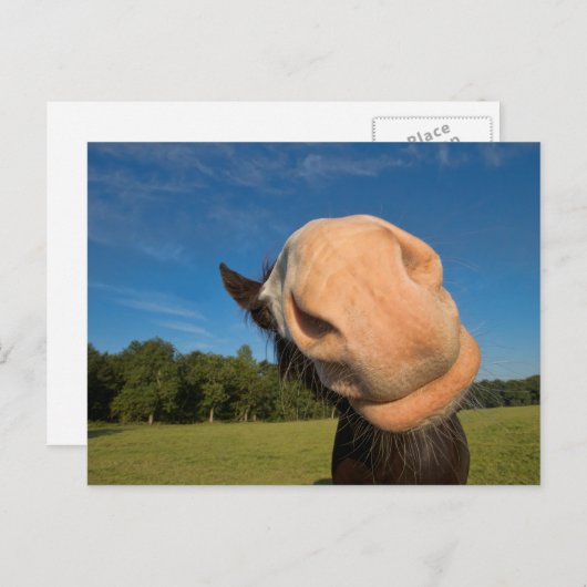 Hallo. Briefkaart (Voorkant / Achterkant)