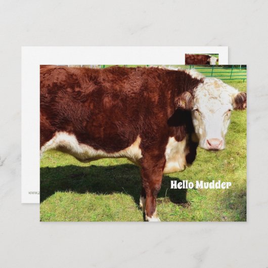 Hallo Briefkaart (Voorkant / Achterkant)