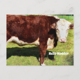 Hallo Briefkaart