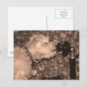 hallo briefkaart (Voorkant / Achterkant)