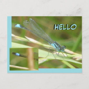 Hallo Briefkaart Blauwstaartvlieg Damselfly