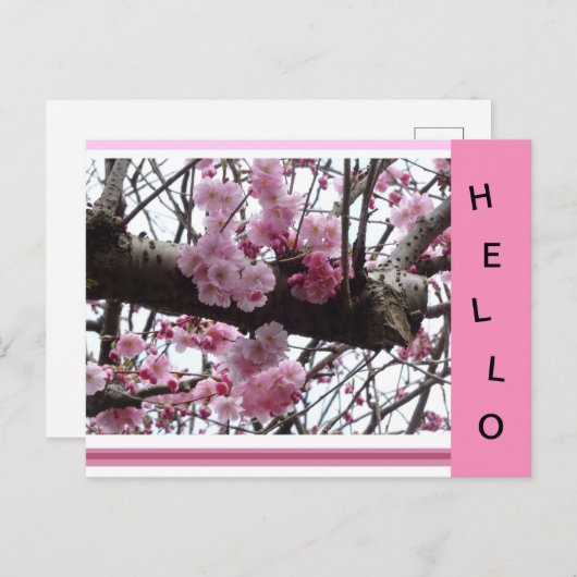 Hallo Briefkaart Roze Prunus Blossoms (Voorkant / Achterkant)