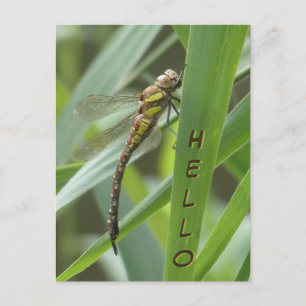 Hallo Briefkaart Spring Hawker Dragonfly
