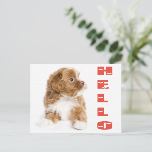 Hallo bruin en wit havanees puppy Briefkaart (Staand voorkant)
