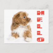 Hallo bruin en wit havanees puppy Briefkaart (Voorkant)