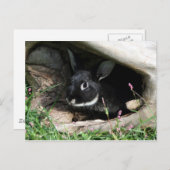 hallo bunny briefkaart (Voorkant / Achterkant)