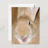 hallo bunny briefkaart (Voorkant / Achterkant)