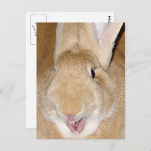 hallo bunny briefkaart (Voorkant / Achterkant)