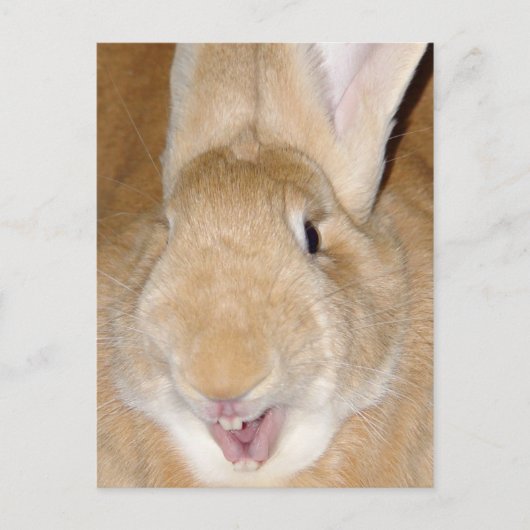 hallo bunny briefkaart (Voorkant)