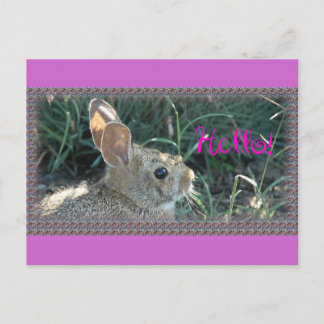 hallo Bunny Briefkaart