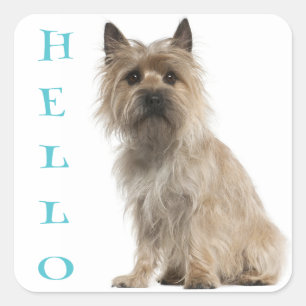 Hallo Cairn Terrier Puppies Hond Greeting Stickers