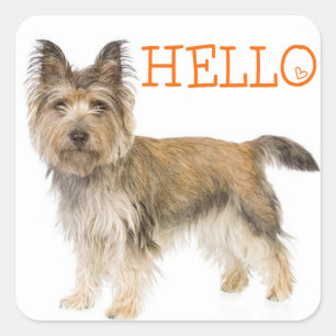 Hallo Cairn Terrier Puppies Hond Sticker