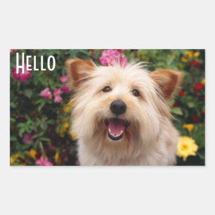 Hallo Cairn Terrier Puppies Hond Stickers