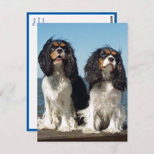 hallo Cavalier King Charles Spaniel Puppy Dog Briefkaart (Voorkant / Achterkant)