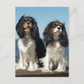 hallo Cavalier King Charles Spaniel Puppy Dog Briefkaart (Voorkant)