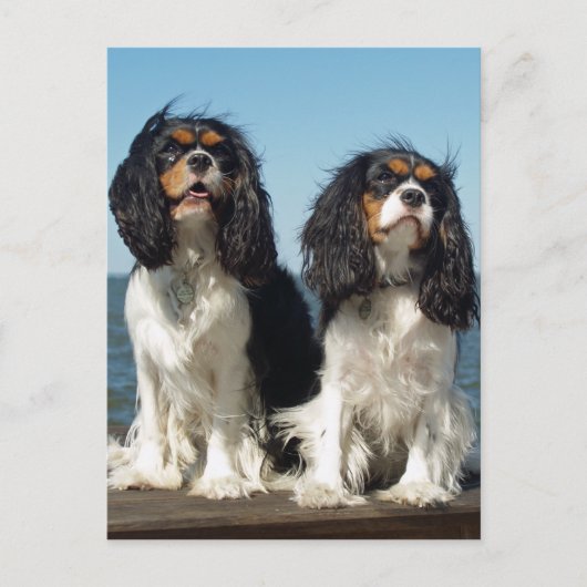 hallo Cavalier King Charles Spaniel Puppy Dog Briefkaart (Voorkant)