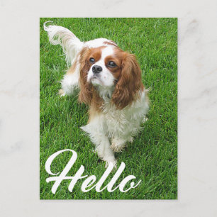 Hallo Cavalier King Charles Spaniel Puppy Hond Briefkaart
