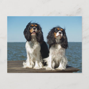 Hallo Cavalier King Charles Spaniel Puppy Hond Briefkaart