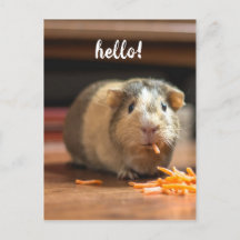 Hallo Cavia Funny