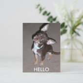 hallo Chihuahua Briefkaart (Staand voorkant)