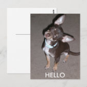 hallo Chihuahua Briefkaart (Voorkant / Achterkant)