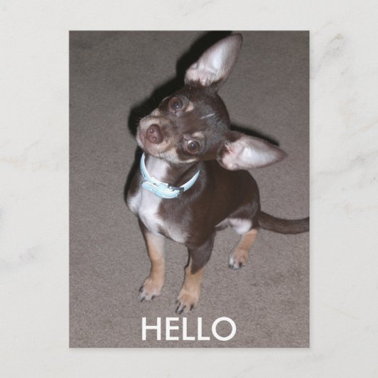 hallo Chihuahua Briefkaart (Voorkant)