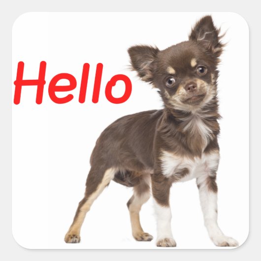 hallo Chihuahua Long Hair Puppy Dog Vierkante Sticker (Voorkant)