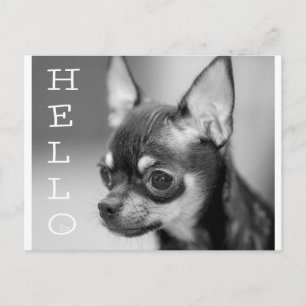 Hallo Chihuahua Puppie Hond Postkaart