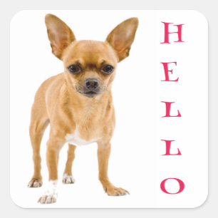 Hallo Chihuahua Puppies Hond Begroetingsstickers Vierkante Sticker