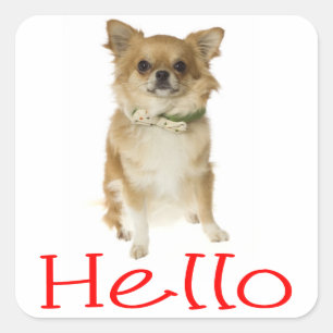 Hallo Chihuahua Puppies Hond Begroetingsstickers Vierkante Sticker