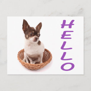 Hallo Chihuahua Puppies Hond Postkaart