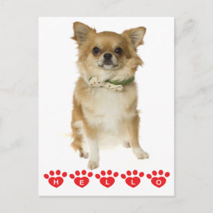 Hallo Chihuahua Puppies Hond Postkaart