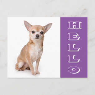 Hallo Chihuahua Puppies Hond Postkaart