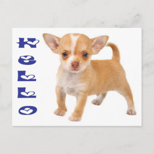 Hallo Chihuahua Puppies Hond Postkaart