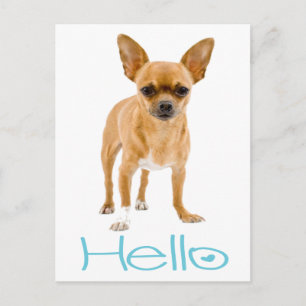 Hallo Chihuahua Puppies Hond Postkaart