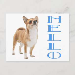 Hallo Chihuahua Puppies Hond Postkaart