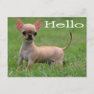 Hallo Chihuahua Puppies Hond Postkaart