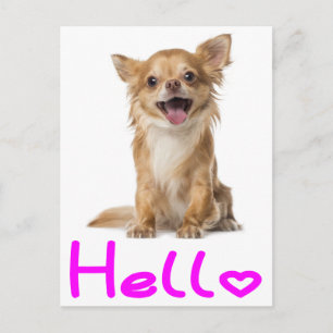 Hallo Chihuahua Puppies Hond Postkaart