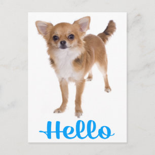 Hallo Chihuahua Puppies Hond Postkaart