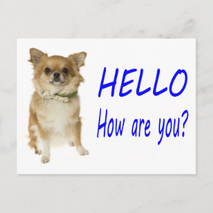 Hallo Chihuahua Puppies Hond Postkaart