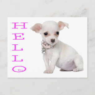 Hallo Chihuahua Puppies Hond Postkaart