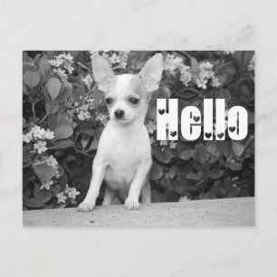Hallo Chihuahua Puppies Hond Postkaart