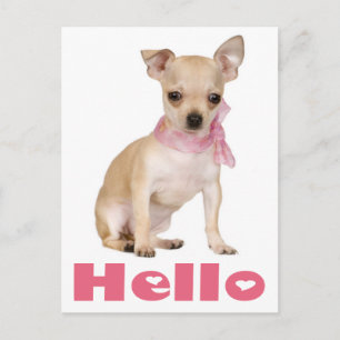 Hallo Chihuahua Puppies Hond Postkaart