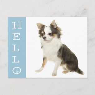 Hallo Chihuahua Puppies Hond Postkaart